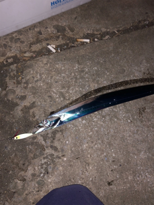 マイクロジギングとジギングタチウオ