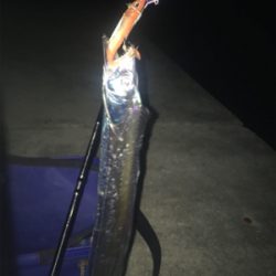 満潮の月夜でのタチウオ釣行