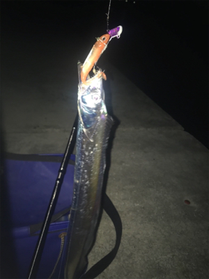 満潮の月夜でのタチウオ釣行