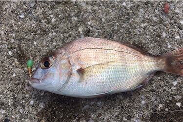 洲本港 サビキ釣り
