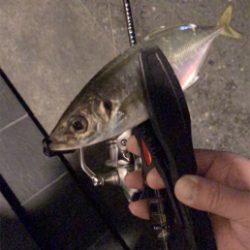 アジを求めて②