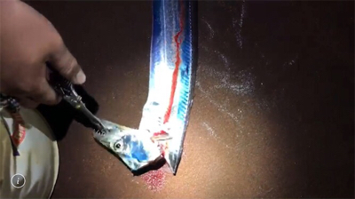 ドラゴンでたぁああ