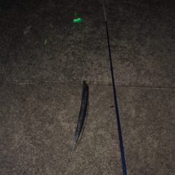 タチウオ釣れたよ