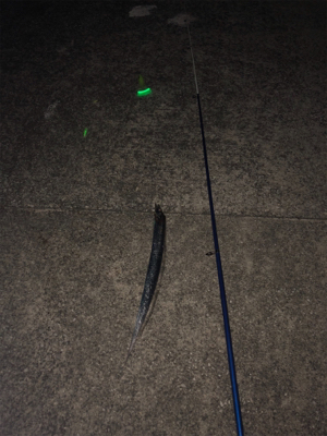 タチウオ釣れたよ