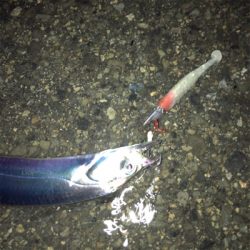 雨タチウオ好調!