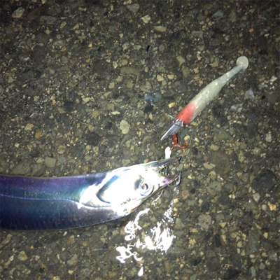 雨タチウオ好調!