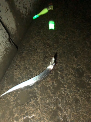 タチウオ釣ったどー！