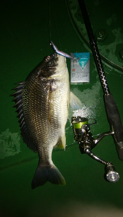 綺麗なキビレちゃん