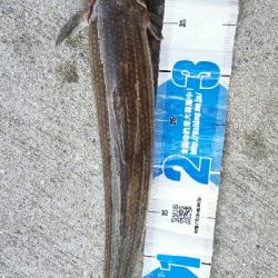 2018年10月27日釣行in船越漁港