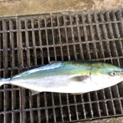 ハマチ釣れました