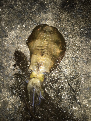 あきまへんなー（泣）