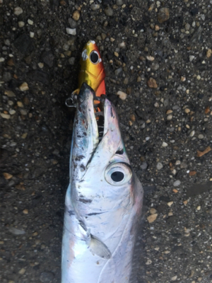 朝マズメのタチウオ