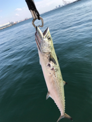 サゴッちゃんとサヨリちゃん