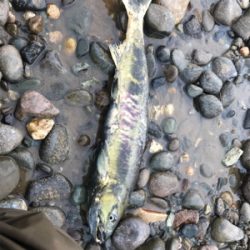 寒河江川鮭有効活用調査