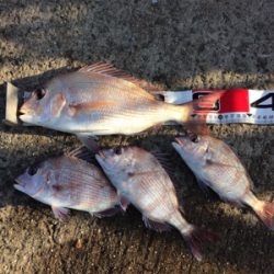 爆風でも遠投カゴ