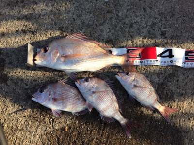 爆風でも遠投カゴ