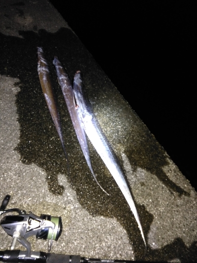 タチウオ大きくなってきた?