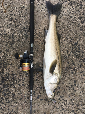 ショアジギングでシーバス