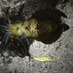 アオリイカ調査