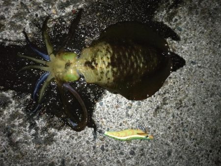 アオリイカ調査