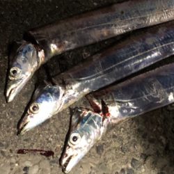 週末のタチウオワインド