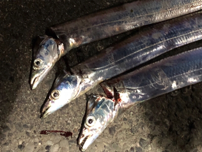 週末のタチウオワインド