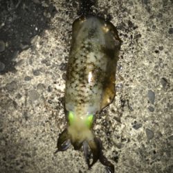 ちょこっと釣行