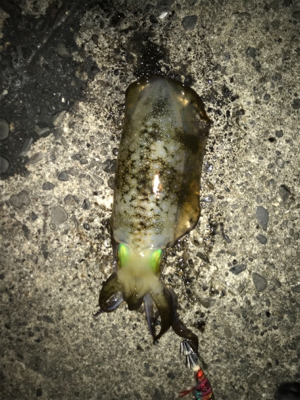 ちょこっと釣行