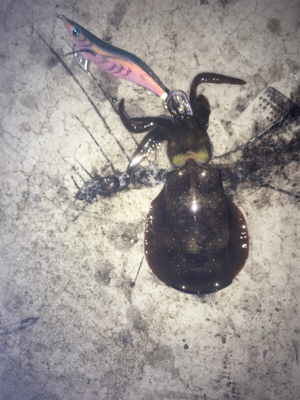 エギングパーティー！