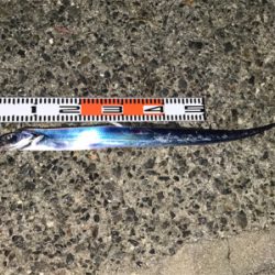 太刀魚は大きくなってます