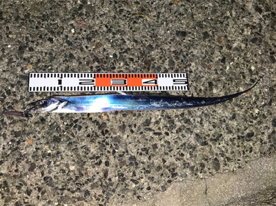 太刀魚は大きくなってます