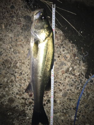 秋パターン 開幕⁉þ…