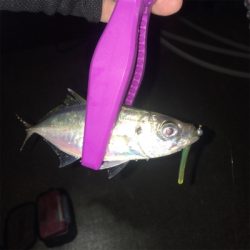 大阪湾奥アジング 渋い時のリグの選択