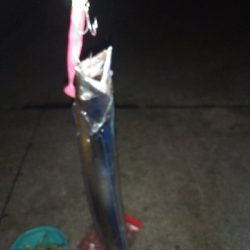 日曜朝はタチウオ人気