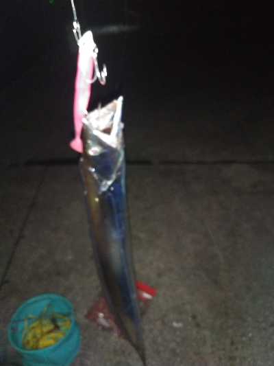 日曜朝はタチウオ人気