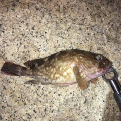 デカガシラ3連チャン！おまけ付き