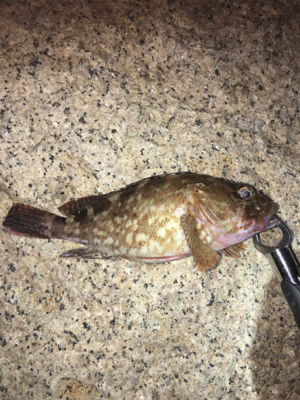 デカガシラ3連チャン！おまけ付き