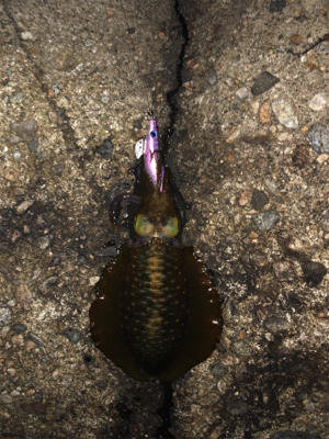 おそらく10月最後のエギング