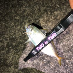 神戸湾奥アジング