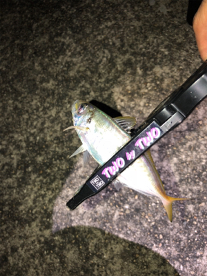 神戸湾奥アジング