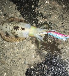 エギングとブラクリ