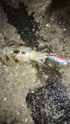 エギングとブラクリ