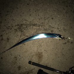 まだF2サイズが〜！