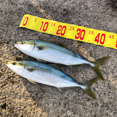 まだ釣れます！