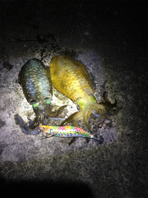 アオリちゃんはかしこい