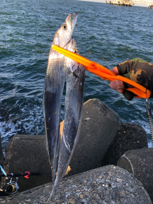 太刀魚…サイズがアップしないなぁ
