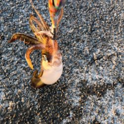 久しぶりのアオリイカ