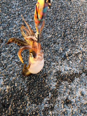 久しぶりのアオリイカ