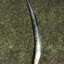 なんとか太刀魚…