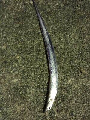 なんとか太刀魚…